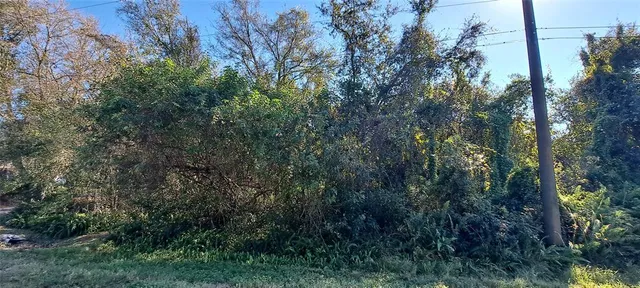 a view of a forest with lush green forest