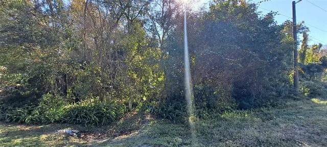 a view of a forest that has large trees