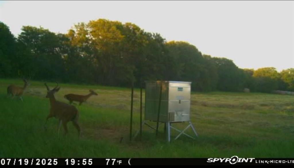 13610 Hwy 183 Rising Star Tx 76471 Rising Star, TX 76471 - Photo 23 of 39 View of grassy yard