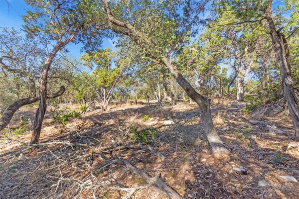 a picture of tree