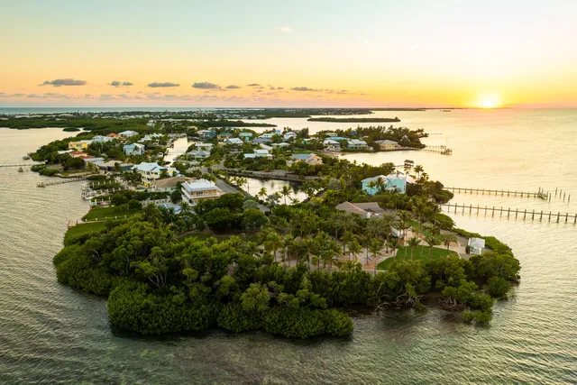 a garden with palm trees