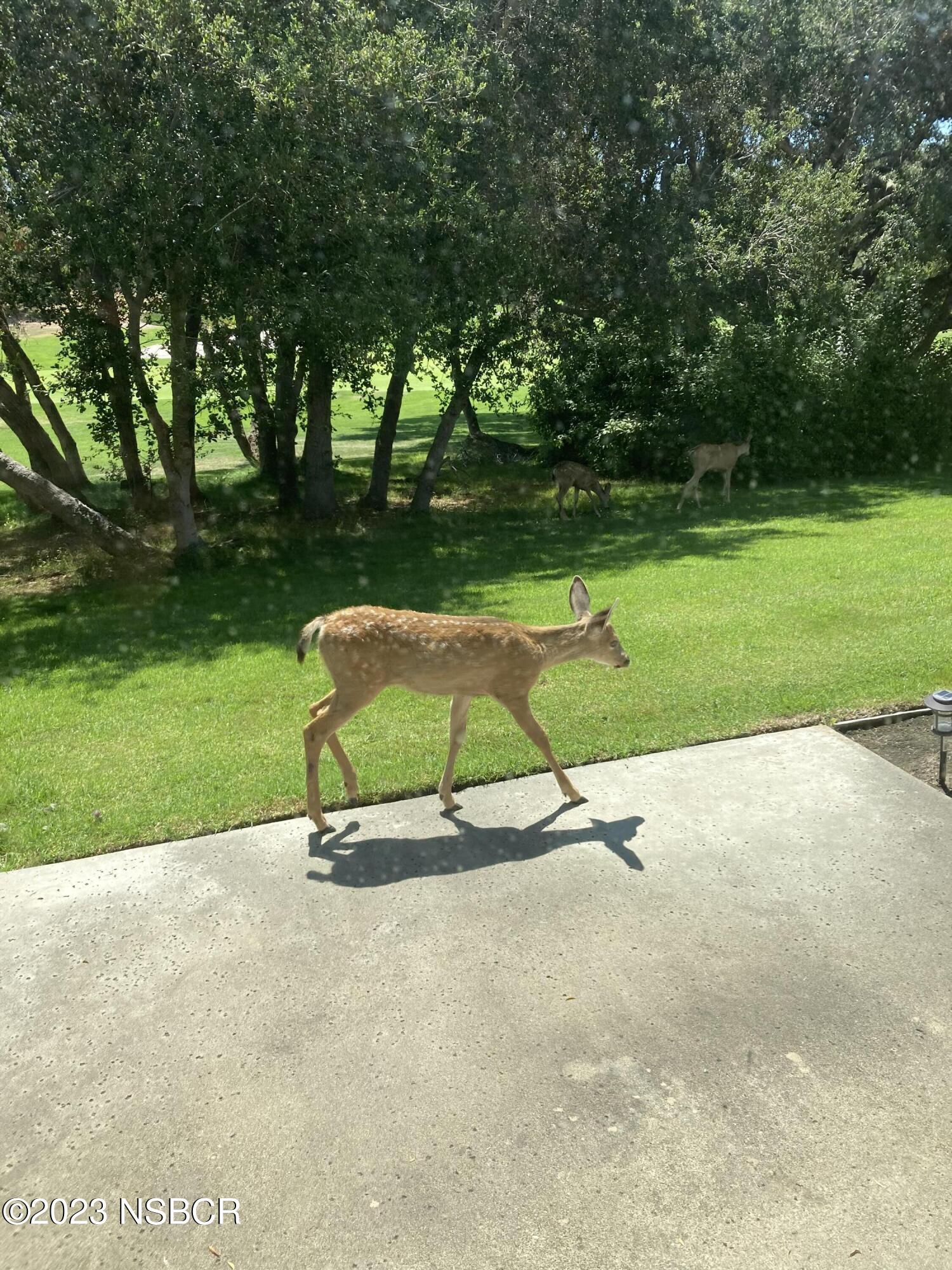 46 Stanford Circle Lompoc, CA 93436 - Photo 24 of 27 deer in backyard