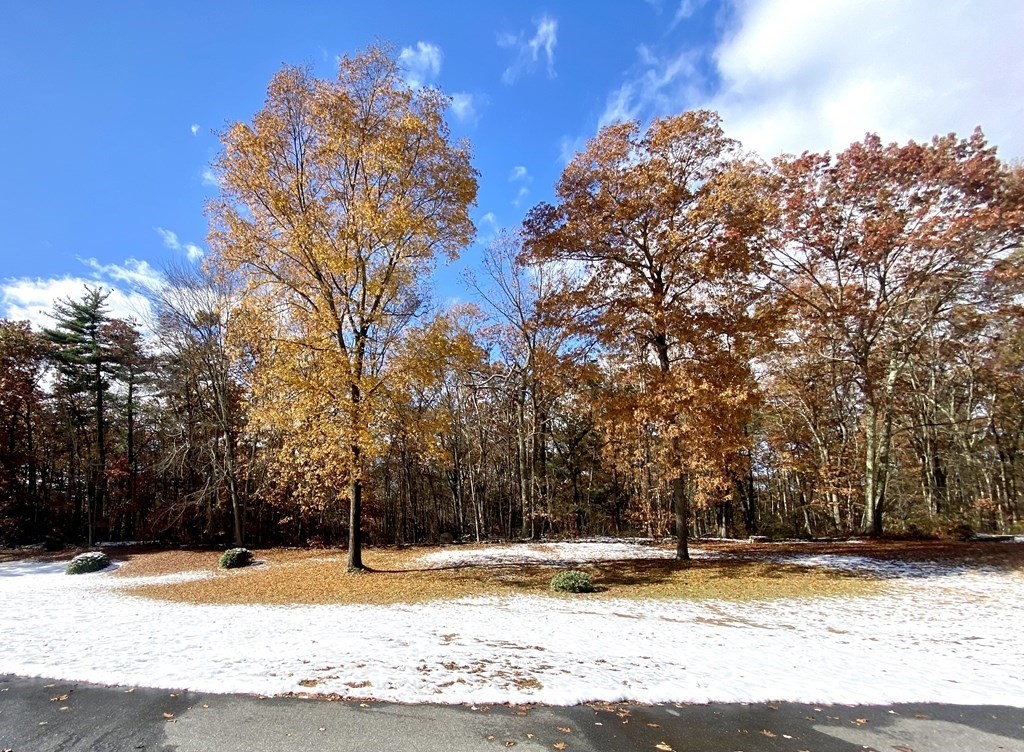 315 Mountain Road Holyoke, MA 01040 - Photo 5 of 26 a view of a yard with a tree