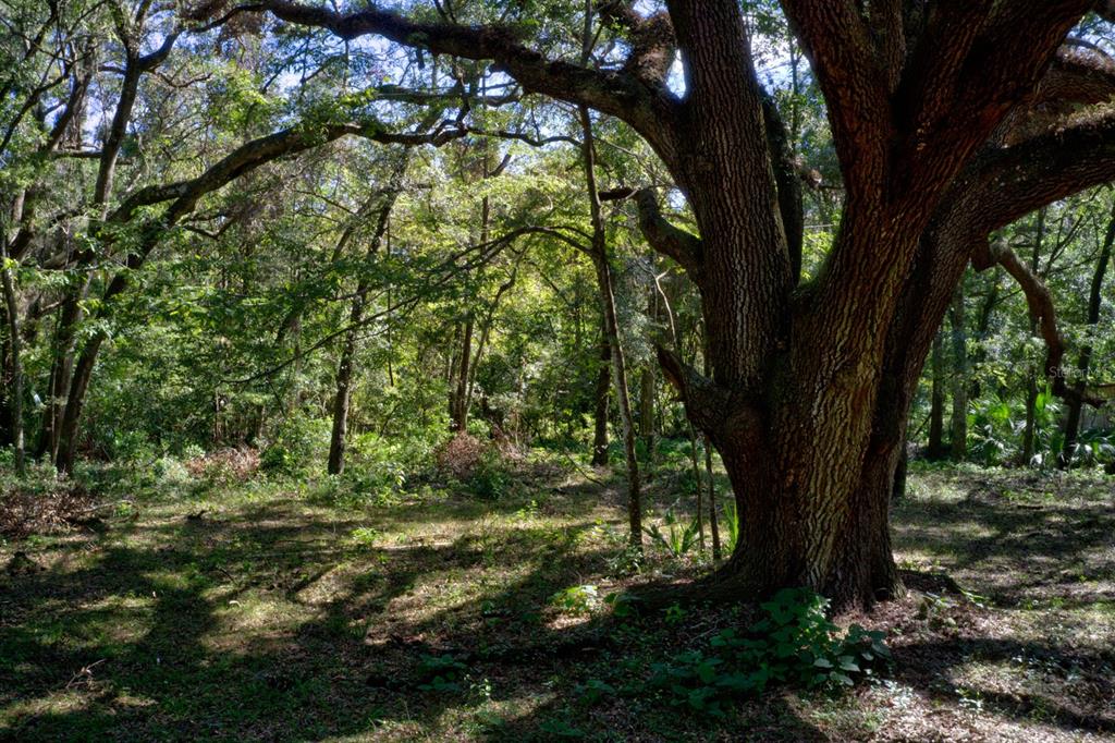 5005 Southwest 63rd Boulevard Gainesville, FL 32608 - Photo 1 of 11 a view of a trees in a yard