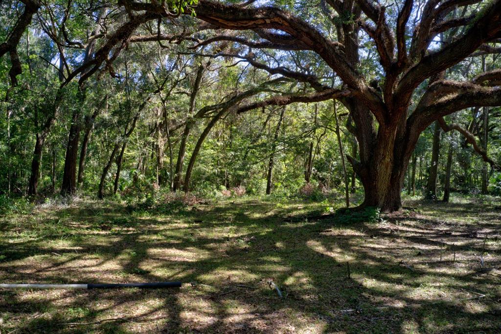 5005 Southwest 63rd Boulevard Gainesville, FL 32608 - Photo 2 of 11 a view of outdoor space with trees