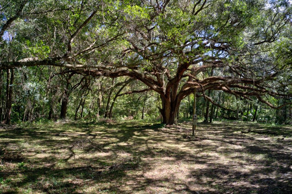 5005 Southwest 63rd Boulevard Gainesville, FL 32608 - Photo 3 of 11 a view of outdoor space with trees