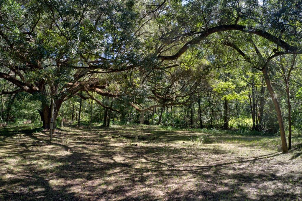 5005 Southwest 63rd Boulevard Gainesville, FL 32608 - Photo 4 of 11 a view of outdoor space with trees