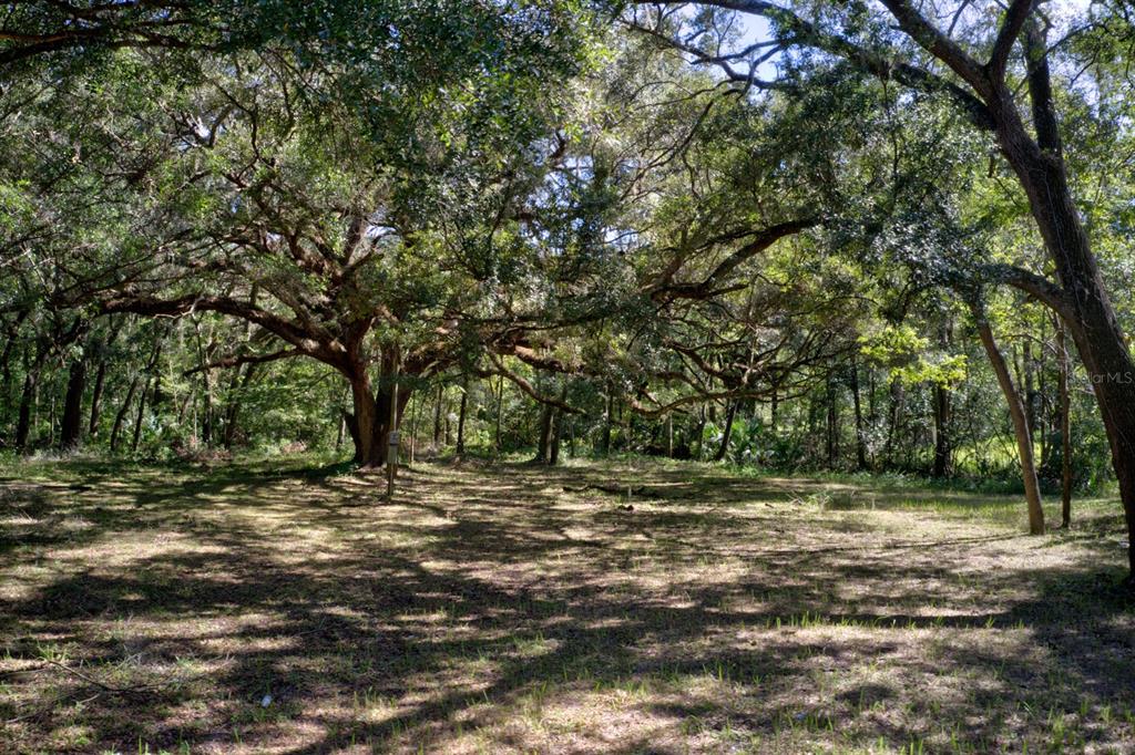 5005 Southwest 63rd Boulevard Gainesville, FL 32608 - Photo 5 of 11 a backyard of a house with lots of green space
