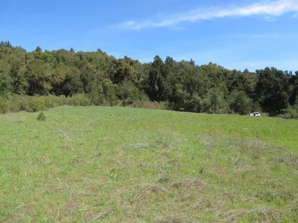 a view of a yard covered with trees