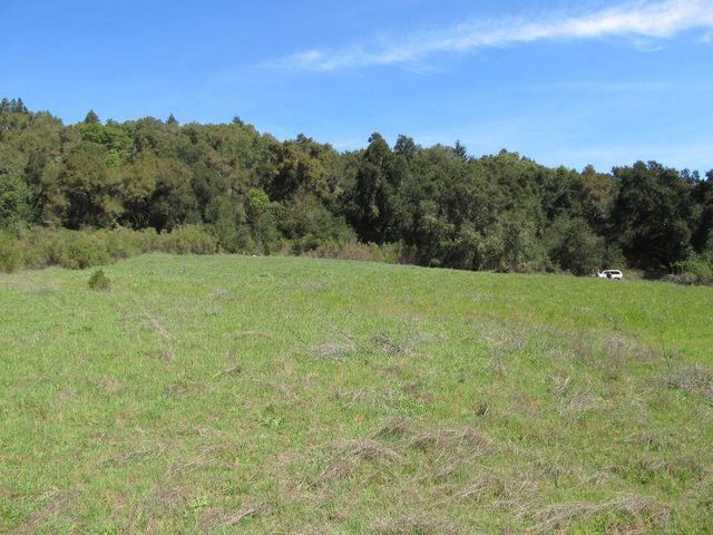 a view of a yard covered with trees