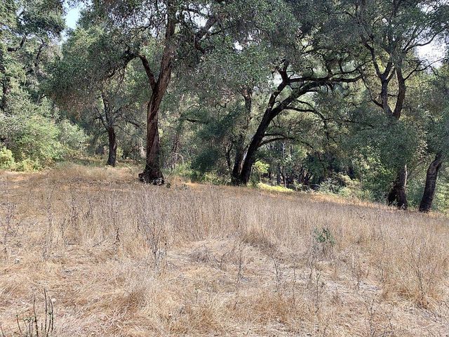 a view of a yard with a tree