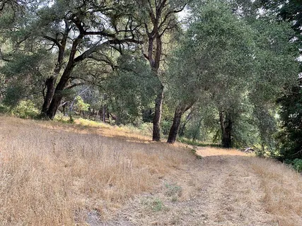 a view of a forest with trees in the background