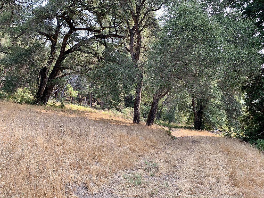 0 Two Two Bar Road Boulder Creek, CA 95006 - Photo 34 of 70 a view of a yard with a tree