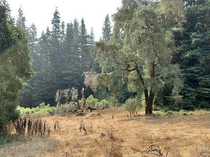 a view of a forest filled with trees