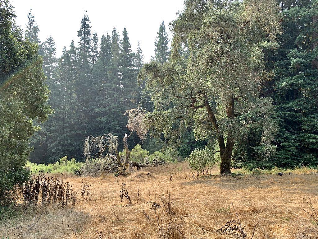 0 Two Two Bar Road Boulder Creek, CA 95006 - Photo 35 of 70 a view of a yard with a tree