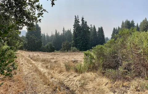 a view of a forest with trees in the background