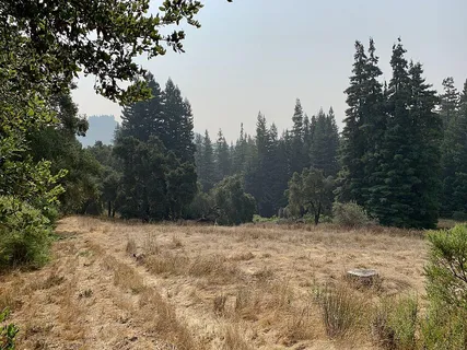 a view of a dry yard with trees in the background