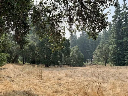 a view of a dry yard with trees