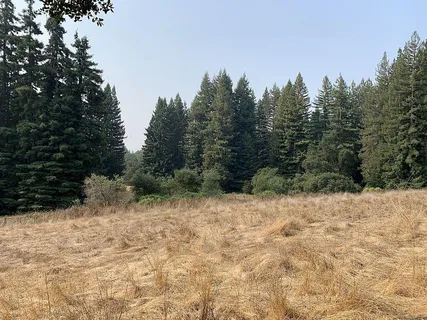a view of a dirt road with trees in the background