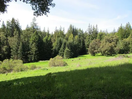 a view of a field with a tree in the background