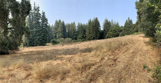 a view of a dry yard with trees in the background