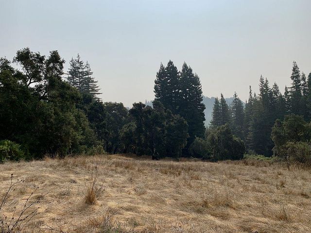 a view of a forest with trees in the background