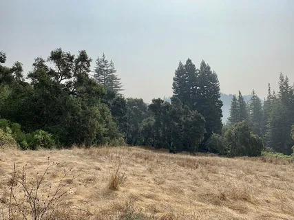 a view of a dry yard with trees in the background