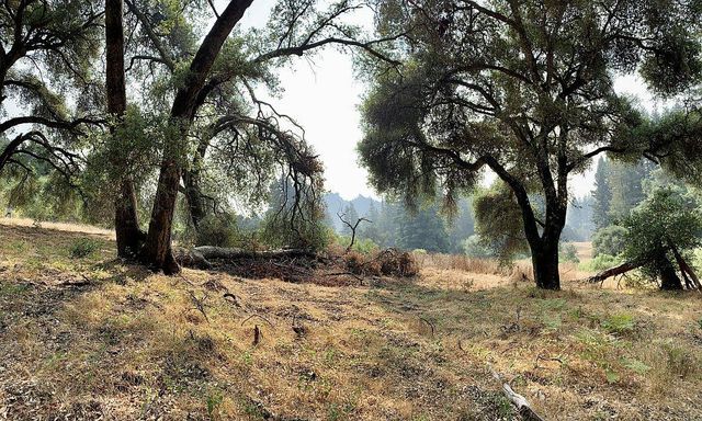 a view of a yard with trees in the background
