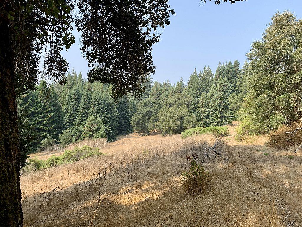 0 Two Two Bar Road Boulder Creek, CA 95006 - Photo 50 of 70 a view of a yard with a tree