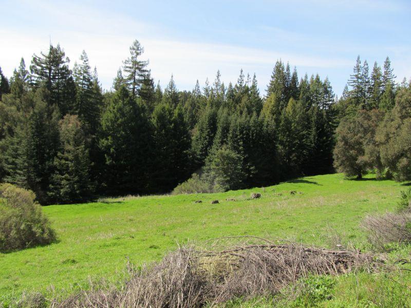0 Two Two Bar Road Boulder Creek, CA 95006 - Photo 5 of 70 a view of a field with a tree in the background