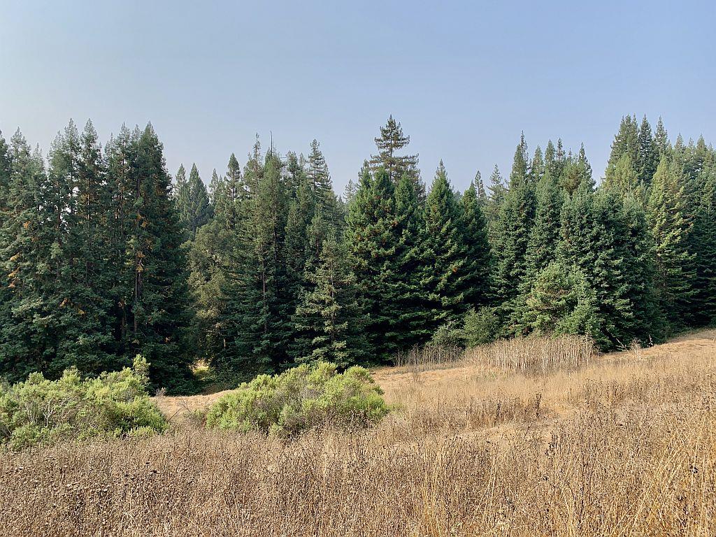 0 Two Two Bar Road Boulder Creek, CA 95006 - Photo 54 of 70 a view of a forest with trees in the background