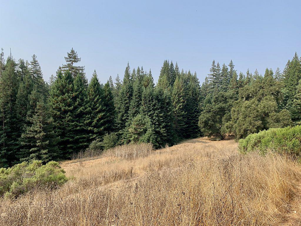 0 Two Two Bar Road Boulder Creek, CA 95006 - Photo 55 of 70 a view of a dry yard with trees in the background