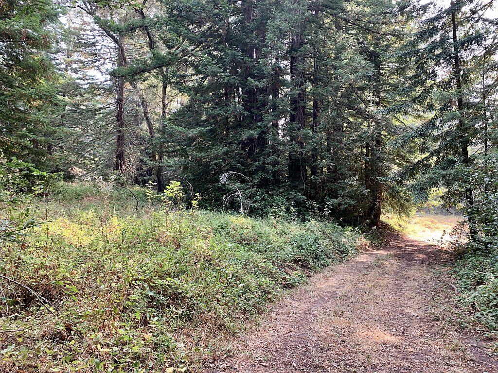 0 Two Two Bar Road Boulder Creek, CA 95006 - Photo 61 of 70 a view of a yard with large trees