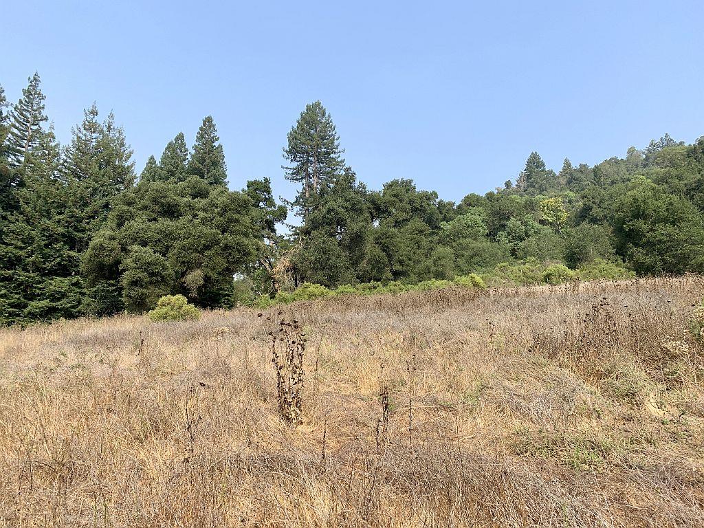0 Two Two Bar Road Boulder Creek, CA 95006 - Photo 69 of 70 a view of a dry yard with trees
