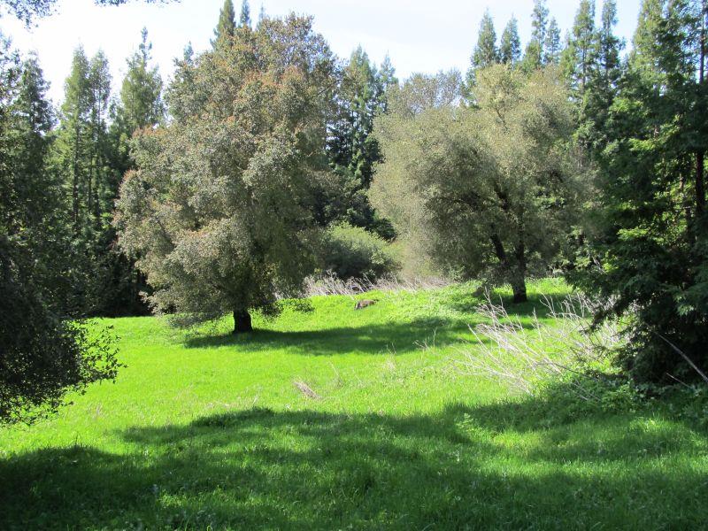 0 Two Two Bar Road Boulder Creek, CA 95006 - Photo 9 of 70 a view of a garden