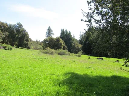 a view of a grassy field with trees in the background
