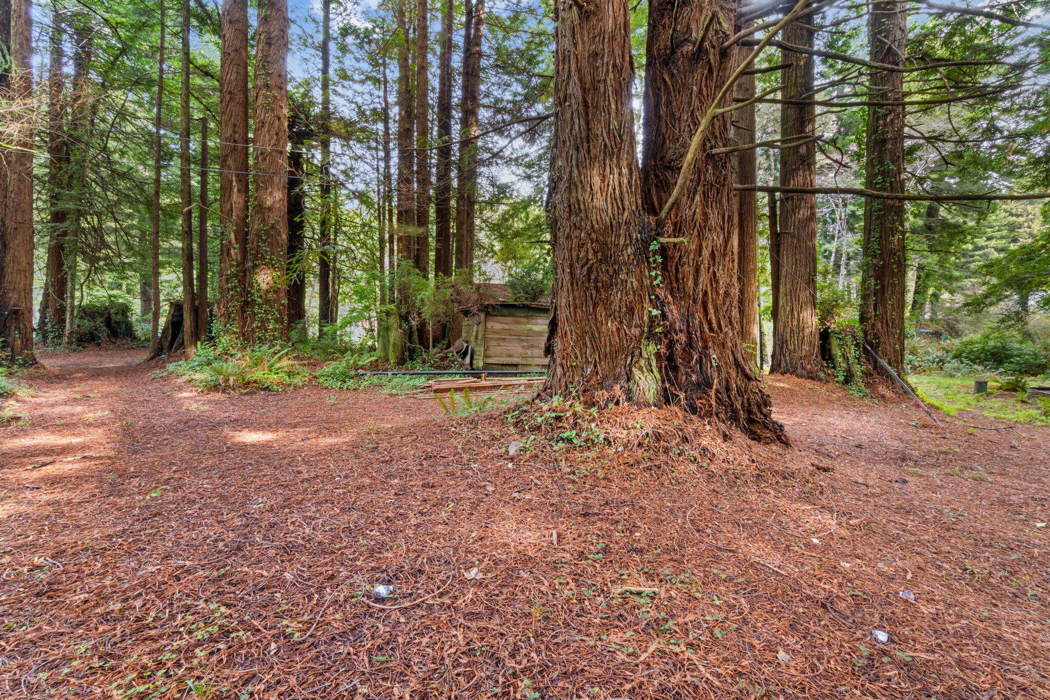 207 Lanford Road Trinidad, CA 95570 - Photo 10 of 16 10-web-or-mls-DSC08236_1