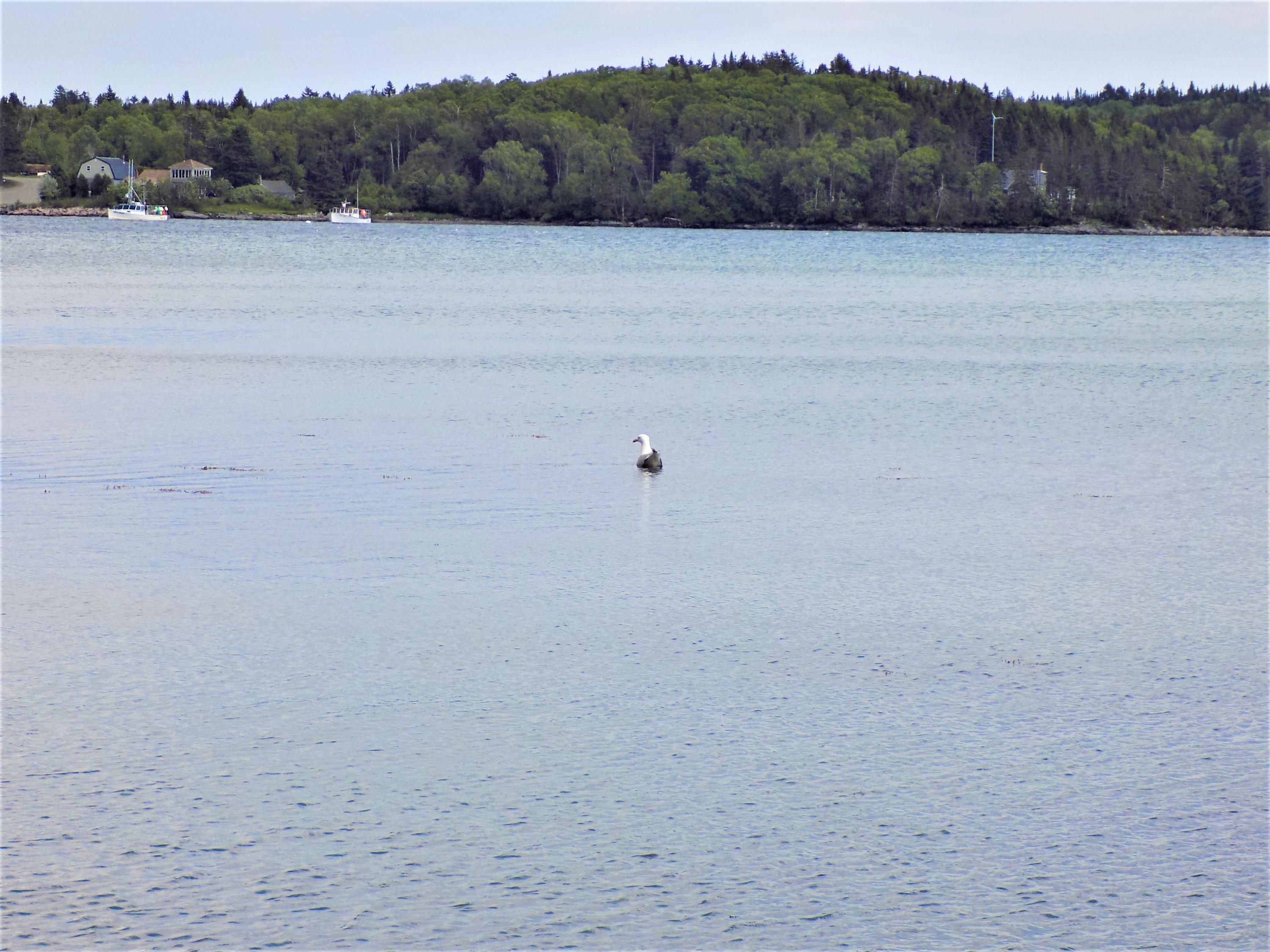 18 Dyers Point Road Addison, ME 04606 - Photo 47 of 50 local resident