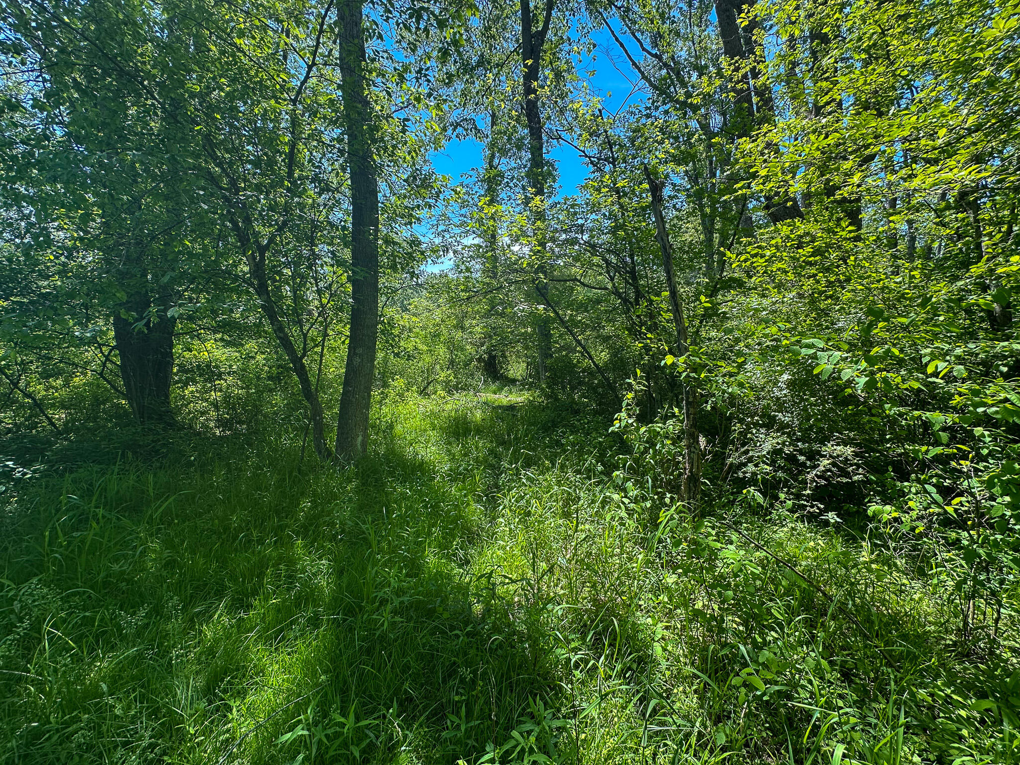 3804 East Wilson Road Custer, MI 49405 - Photo 20 of 39 Trail 2
