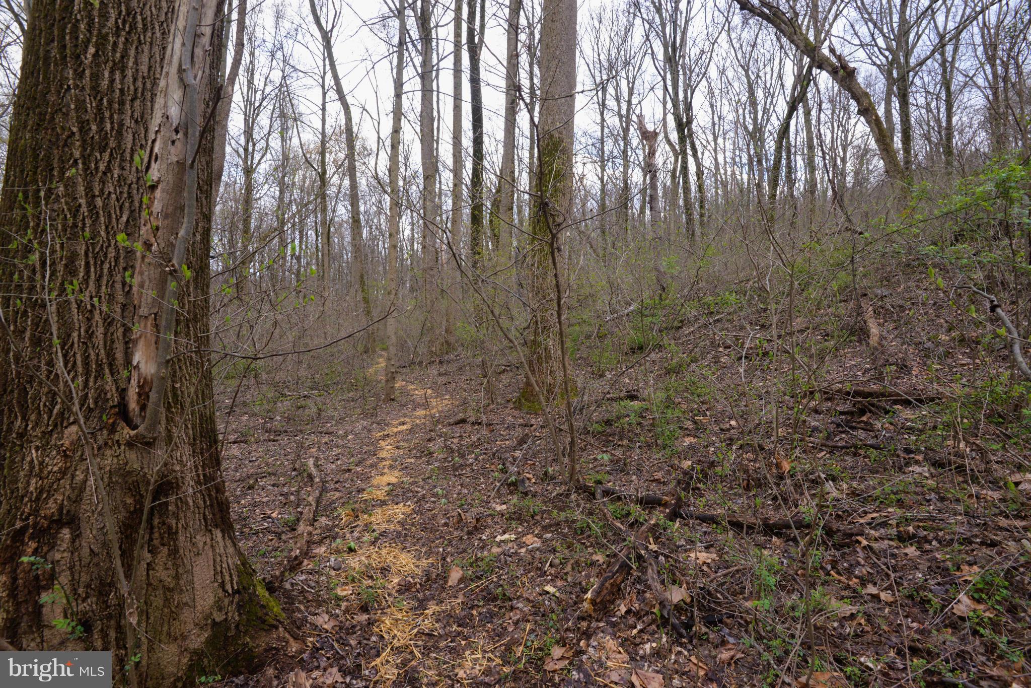 21207 Greenbrier Road Boonsboro, MD 21713 - Photo 25 of 30 Trail running through property.