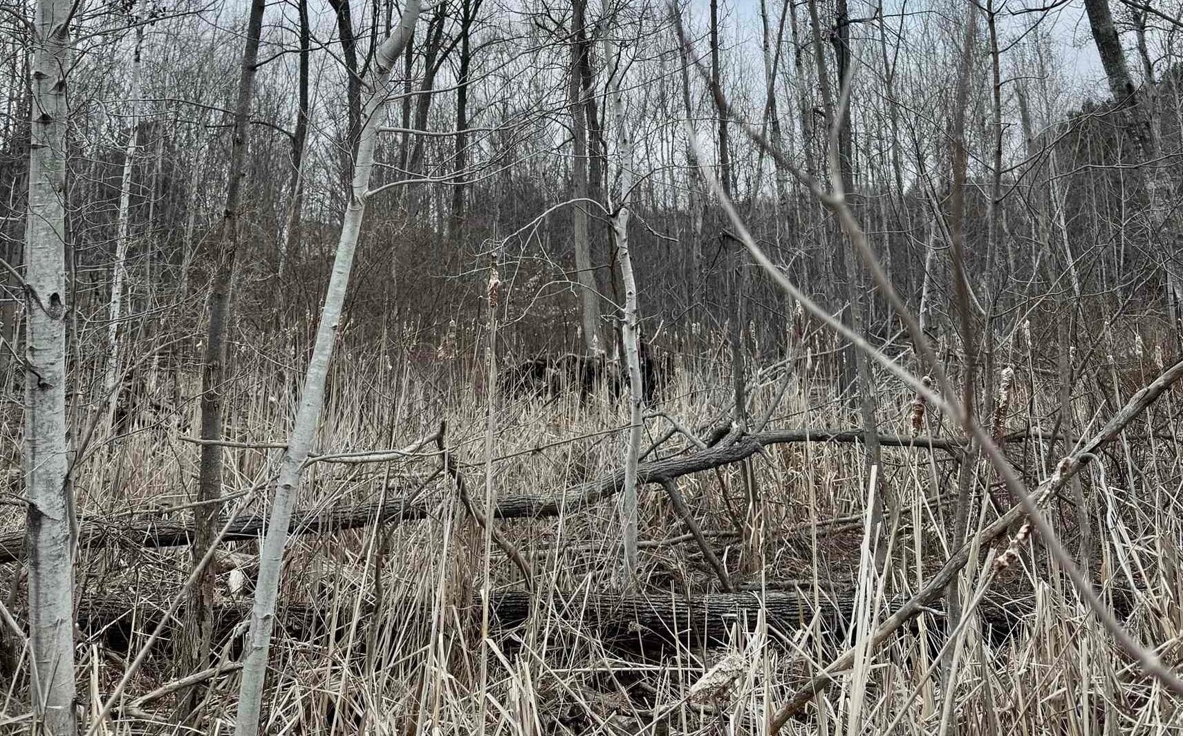 0 East Hidden Beach Road Cedar, MI 49621 - Photo 10 of 10