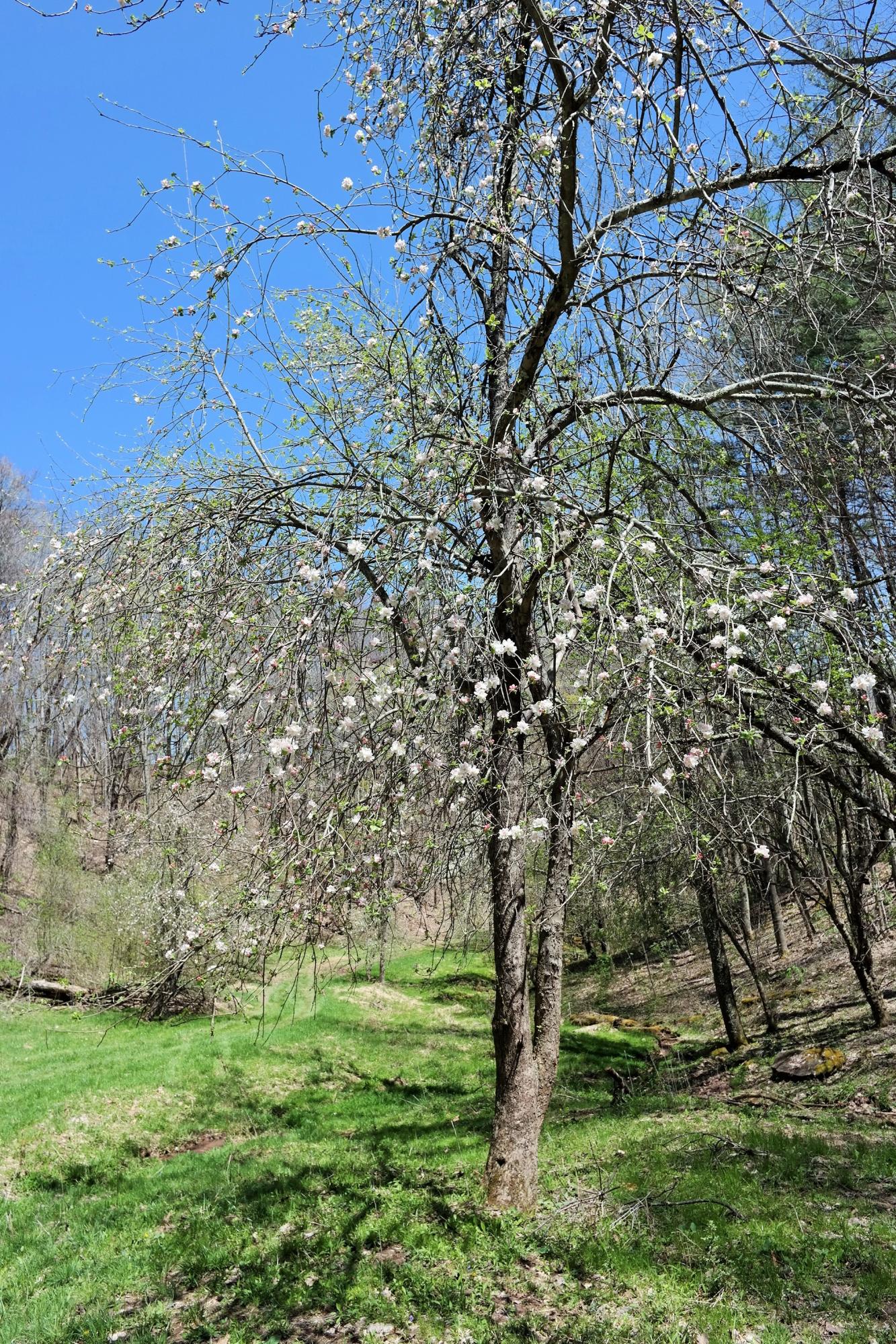 3678 Snake Run Road Alderson, WV 24910 - Photo 87 of 124 Gallery Image 87