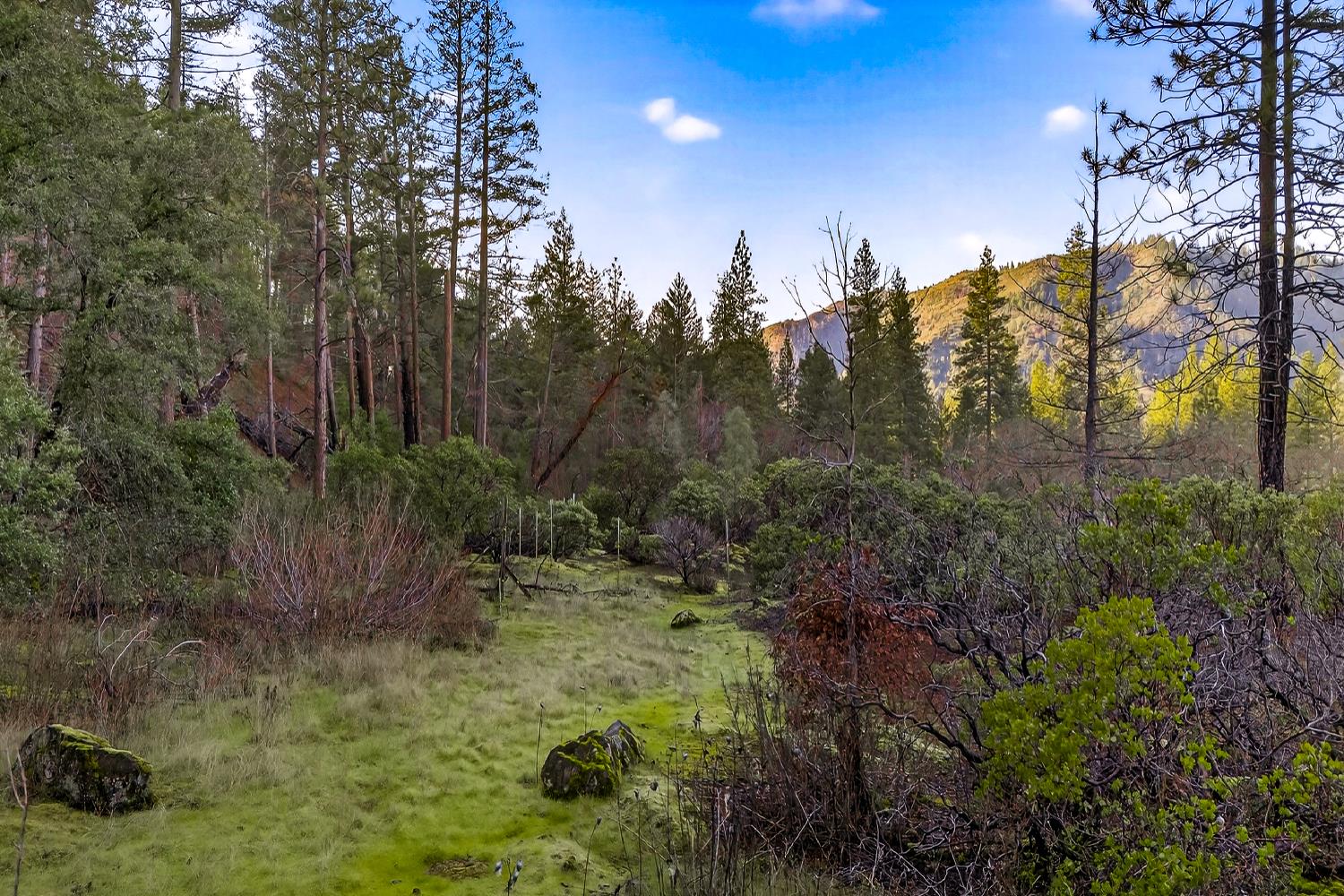 1271 Lake Road Junction City, CA 96048 - Photo 9 of 19 a view of a yard with large trees
