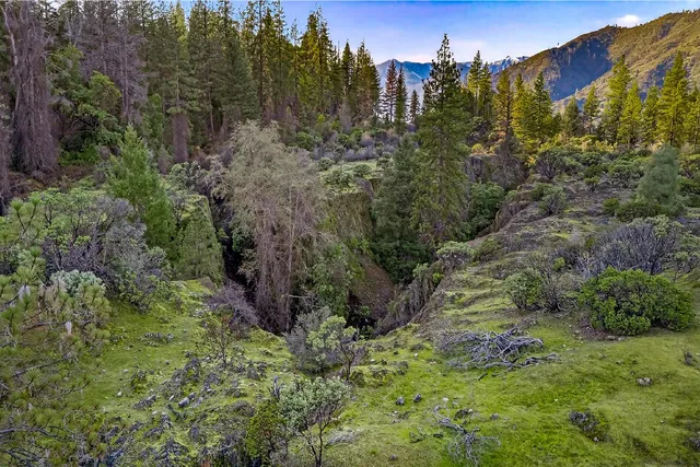 a view of a lush green forest with lots of trees