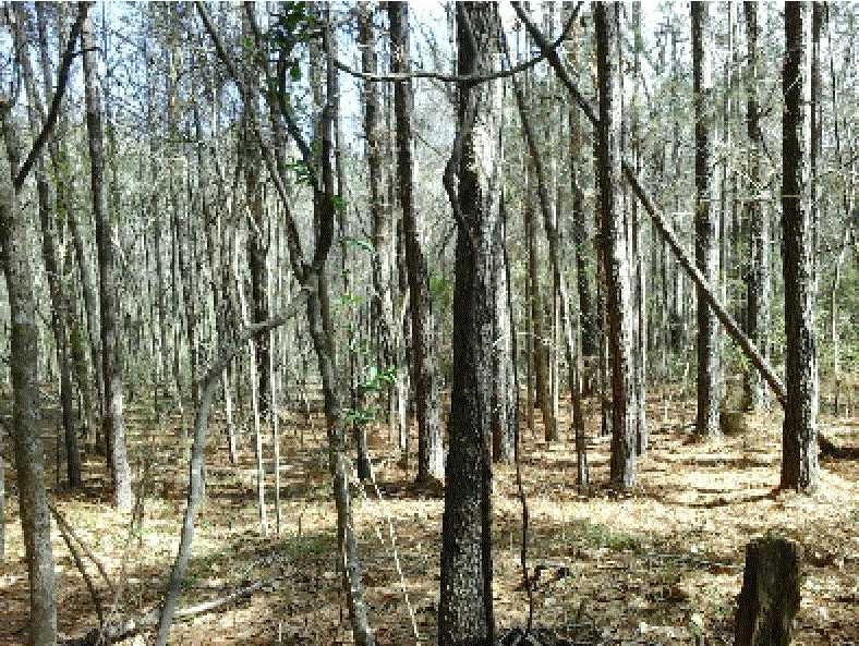 0 Simpson Highway Florence, MS 39073 - Photo 3 of 14 Photo 3