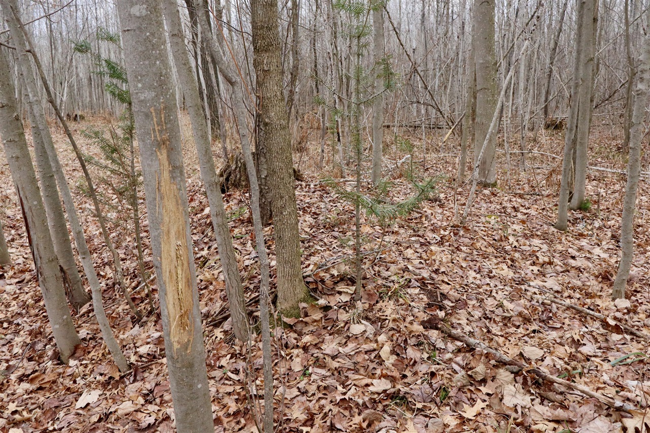 11048 Wilson Road Lake City, MI 49651 - Photo 16 of 89 Gallery Image 16