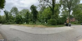 a view of a forest with a tree