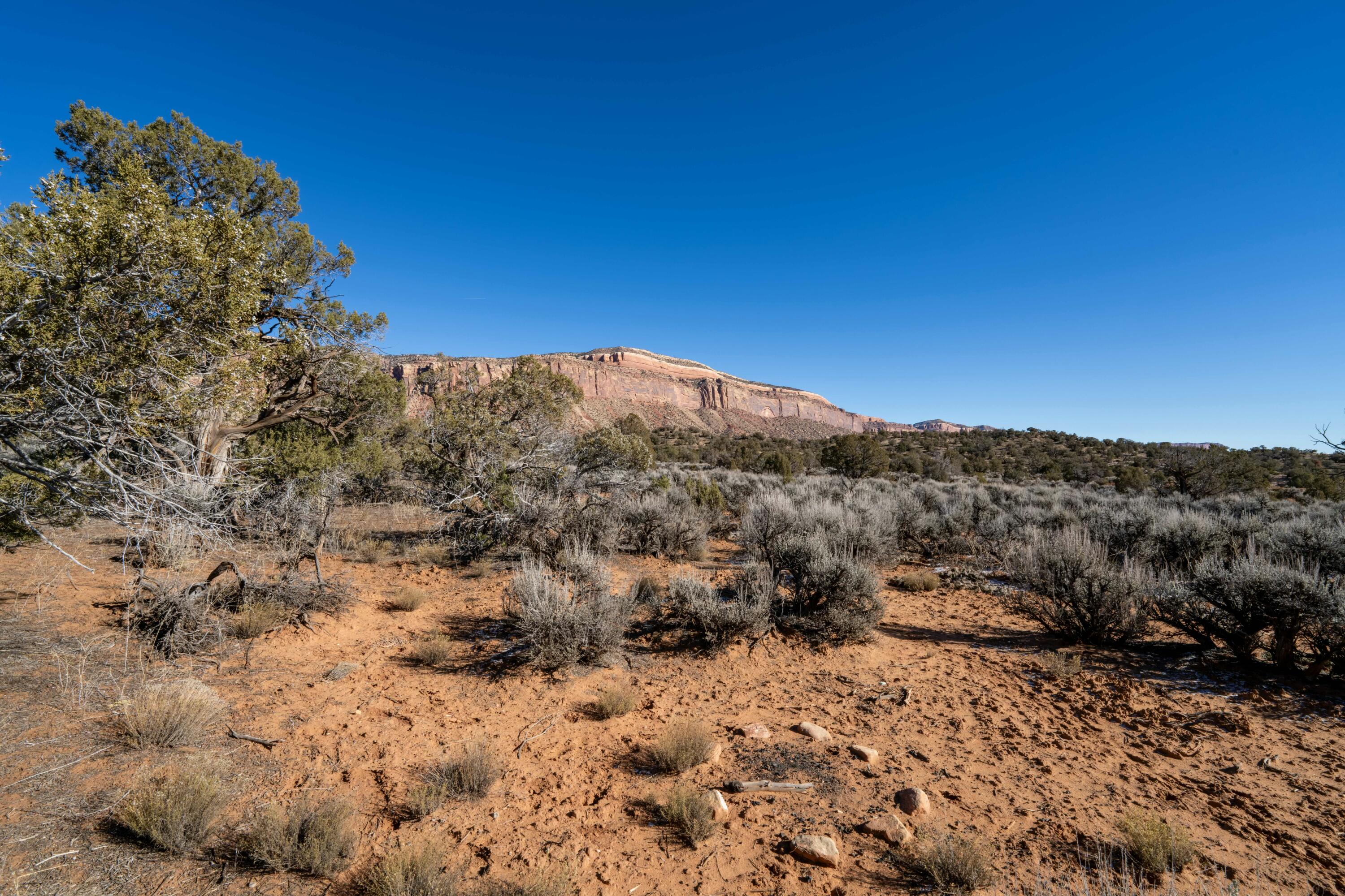 Tbd Tbd Tbd Paradox, CO 81429 - Photo 15 of 19 a view of a dry yard with lots of trees
