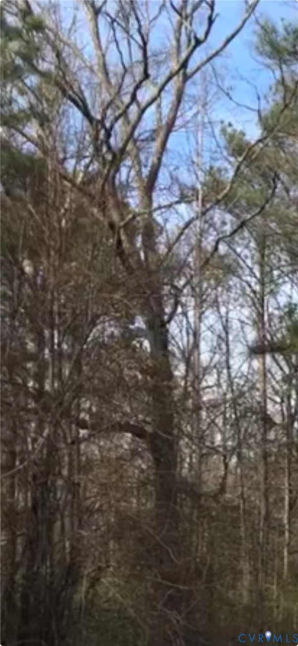 a close up of a tree