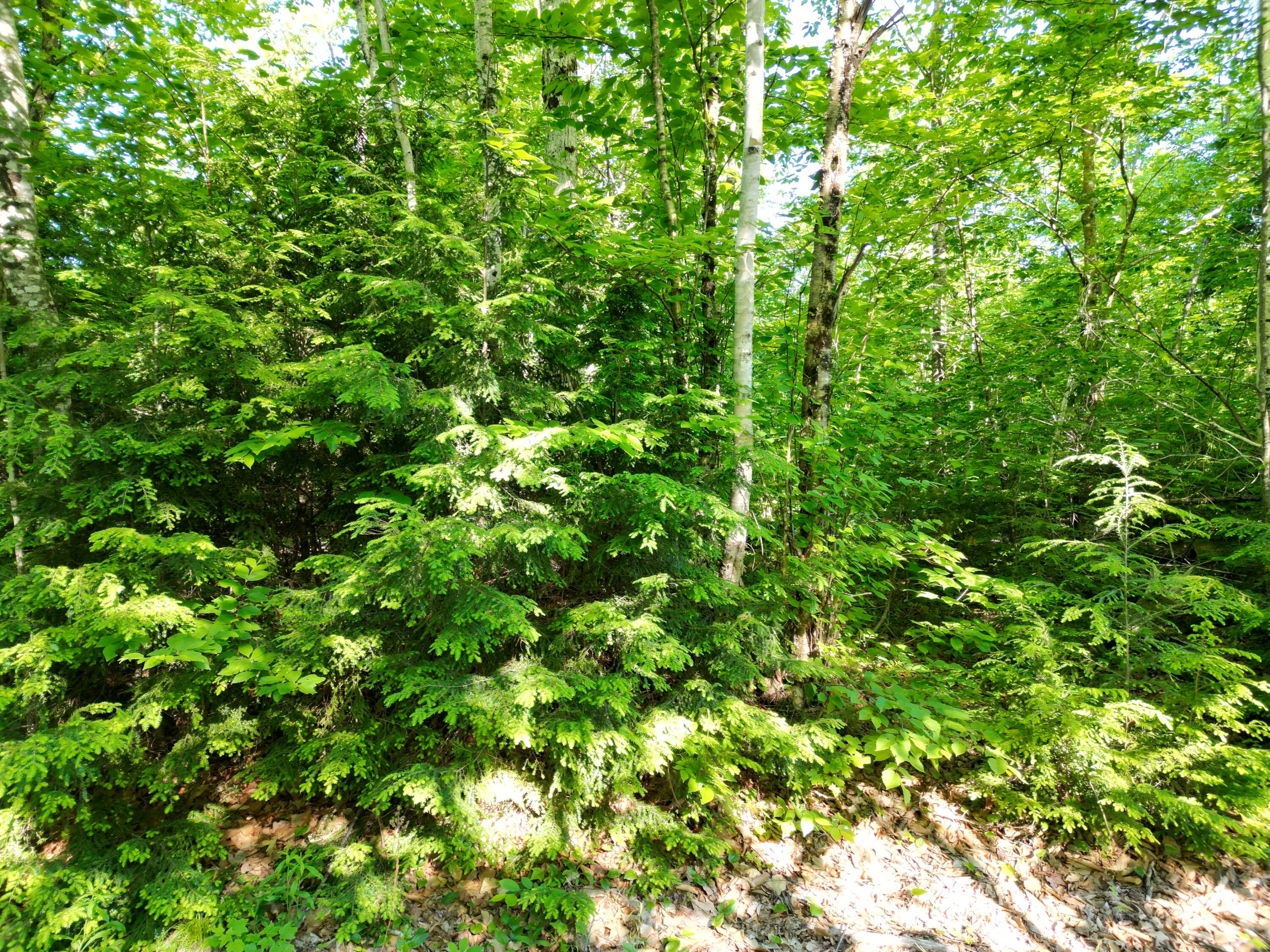 Lot 2 Bear Lane Springfield, ME 04487 - Photo 5 of 16 DJI_0727
